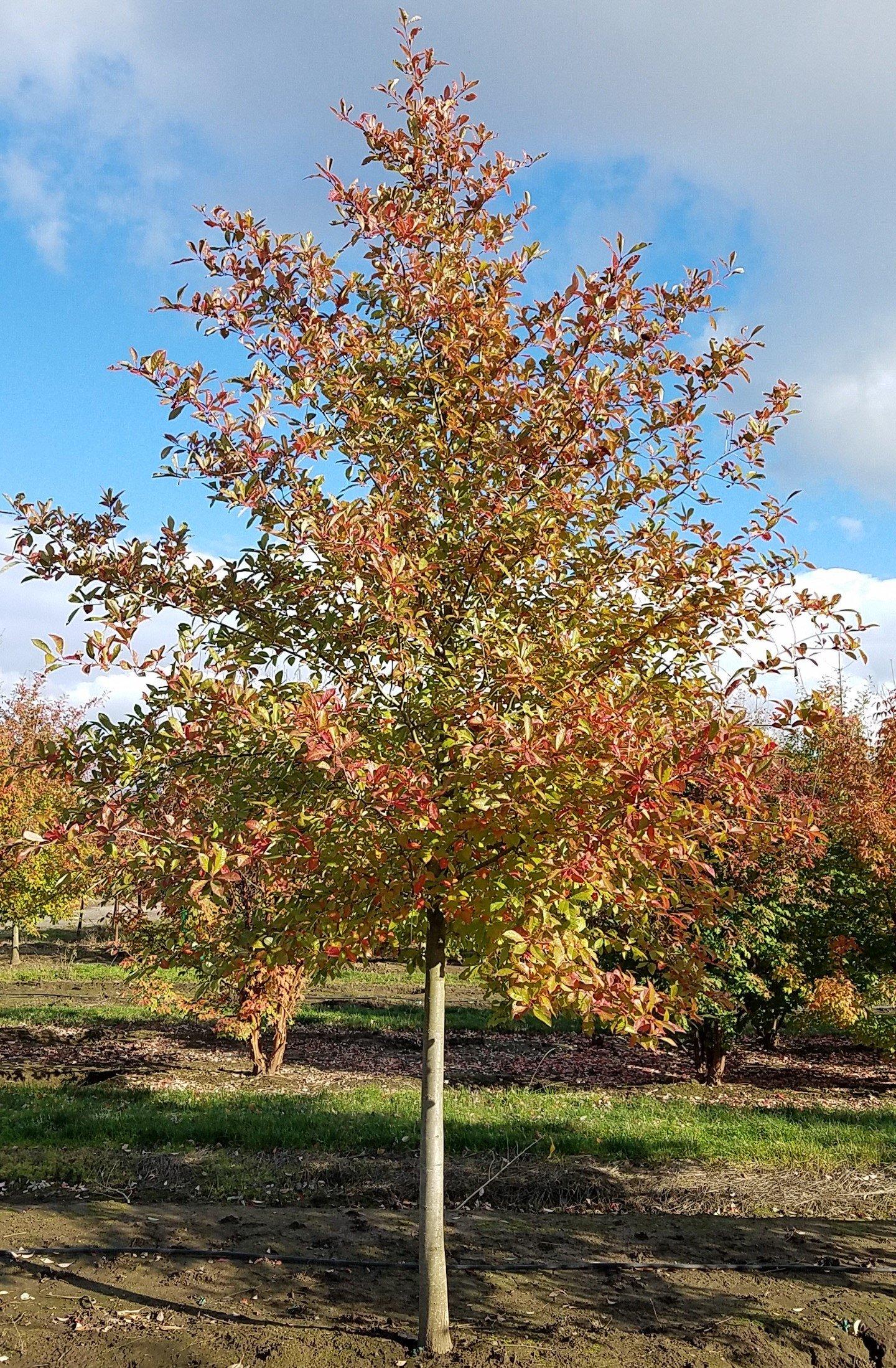 Nyssa Sylvatica Wild Fire - View 14 from www redcrocus com