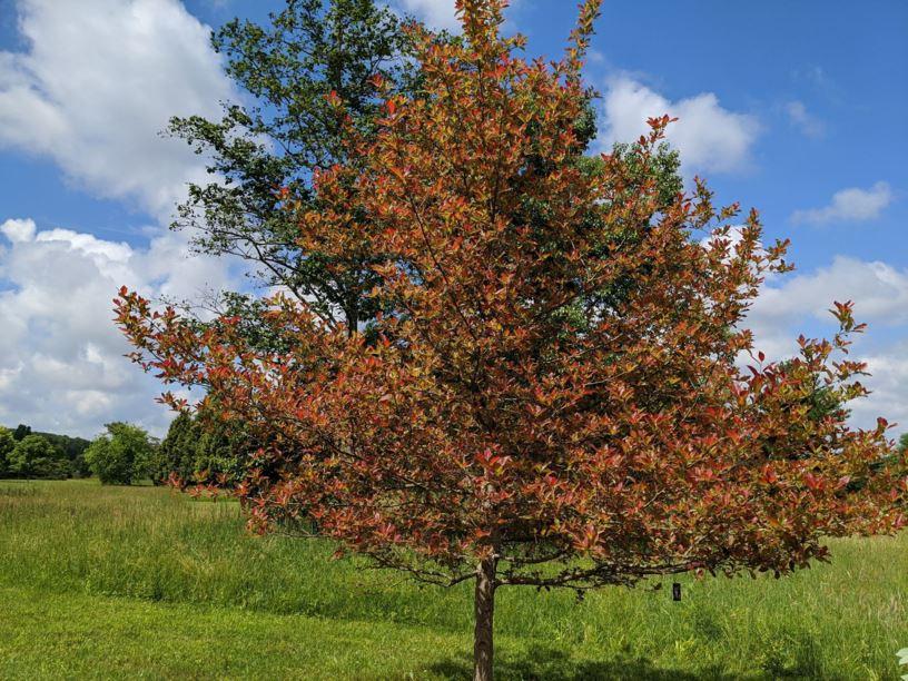 Nyssa Sylvatica Wild Fire - View 15 from www redcrocus com