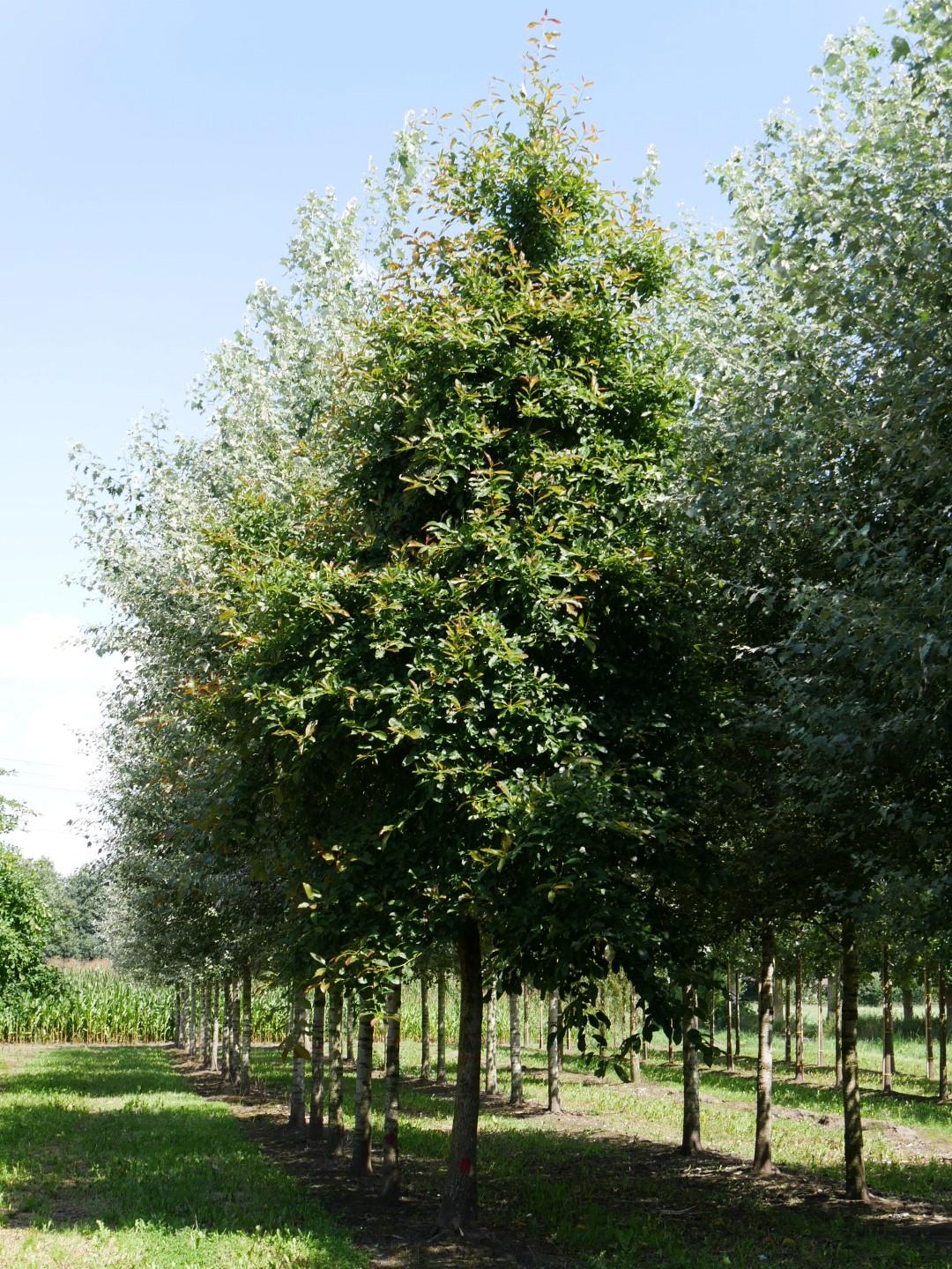 Nyssa Sylvatica Wild Fire - View 4 from www redcrocus com