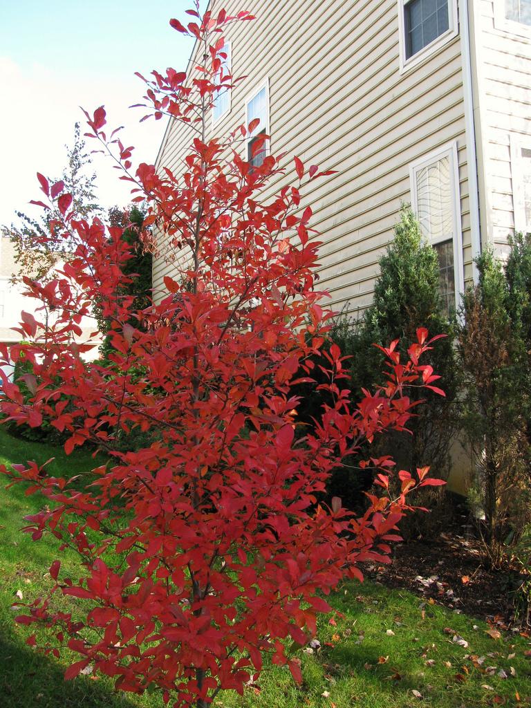 Nyssa Sylvatica Wild Fire - View 5 from www redcrocus com