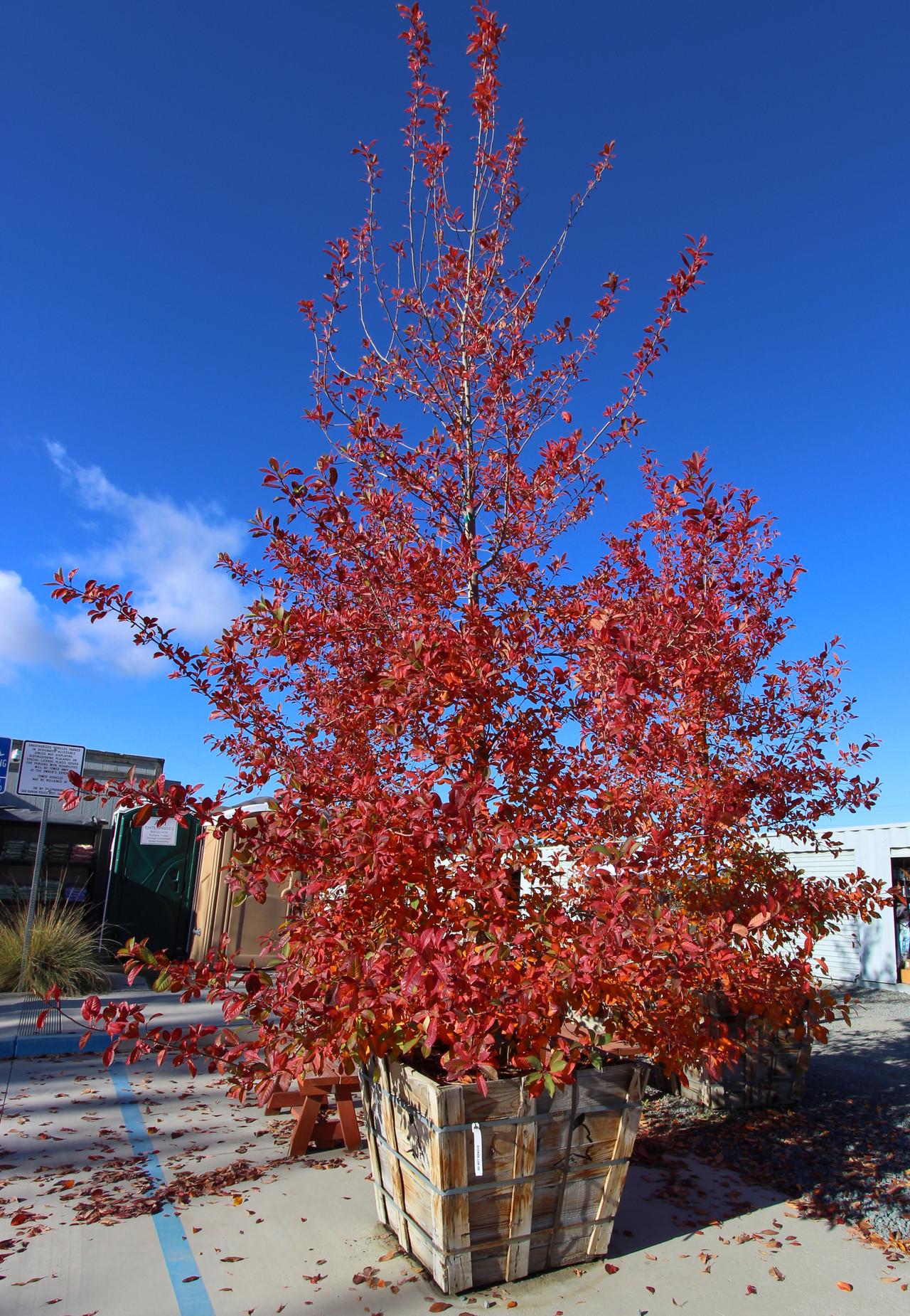 Nyssa Sylvatica Wild Fire - View 7 from www redcrocus com