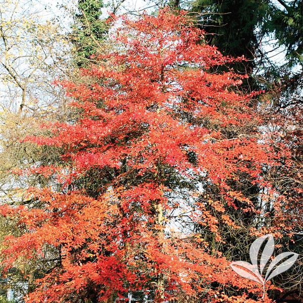 Nyssa Sylvatica Wild Fire - View 8 from www redcrocus com