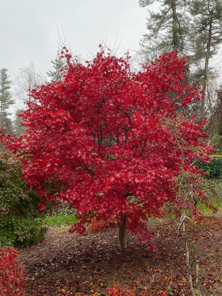 Acer Palmatum Emperor 1 - View 6 from www redcrocus com