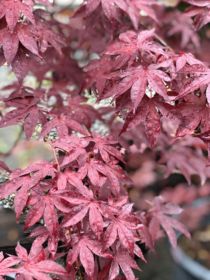 Acer Palmatum Emperor 1 - View 9 from www redcrocus com