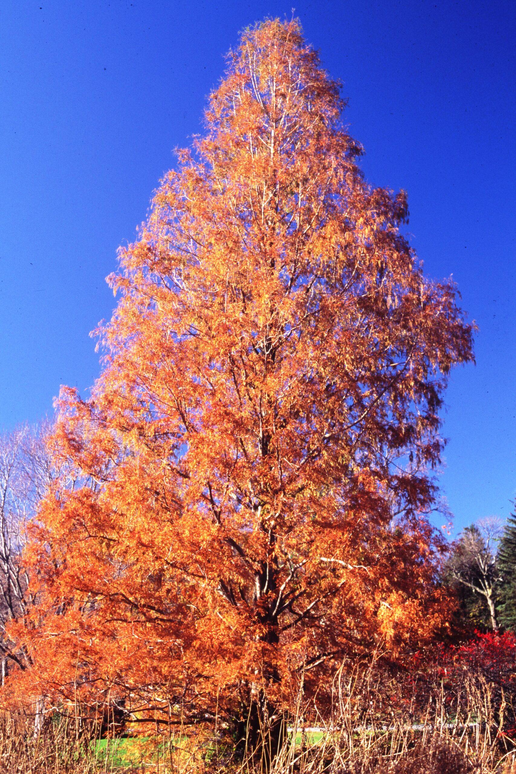Metasequoia Glyptostroboides Single Stem - View 15 from www redcrocus com