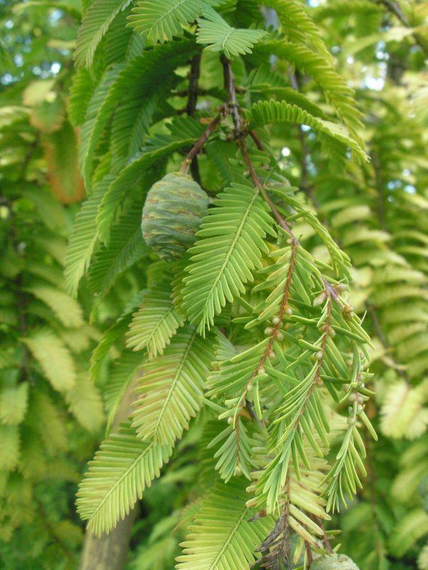 Metasequoia Glyptostroboides Single Stem - View 18 from www redcrocus com