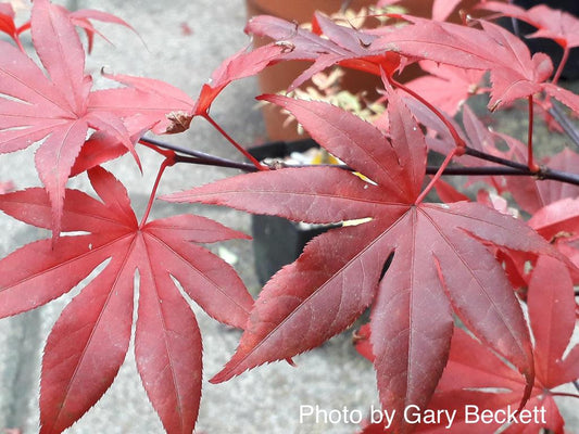 Acer Palmatum Emperor 1 - View 10 from www redcrocus com
