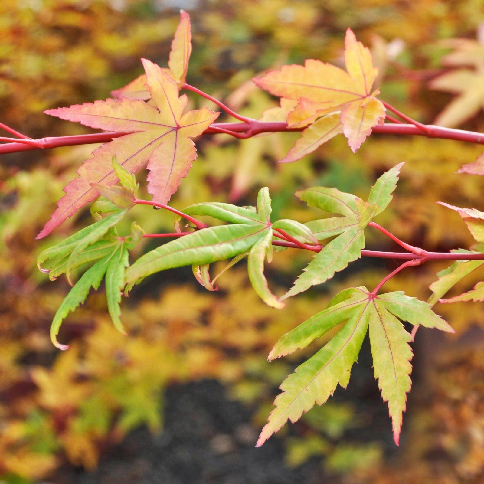 Acer Palmatum Sango Kaku - View 17 from www redcrocus com