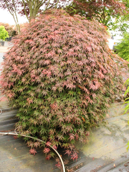 Acer Palmatum Dissectum Orangeola - View 10 from www redcrocus com