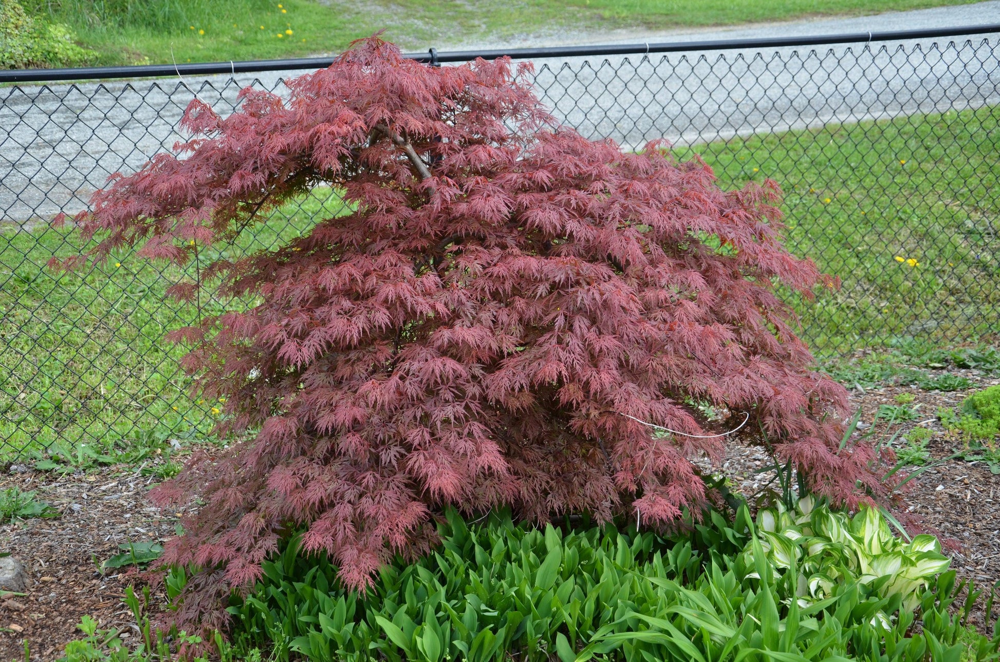 Acer Palmatum Dissectum Orangeola - View 16 from www redcrocus com