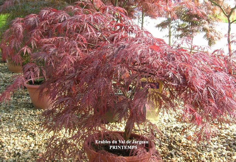 Acer Palmatum Dissectum Orangeola - View 19 from www redcrocus com