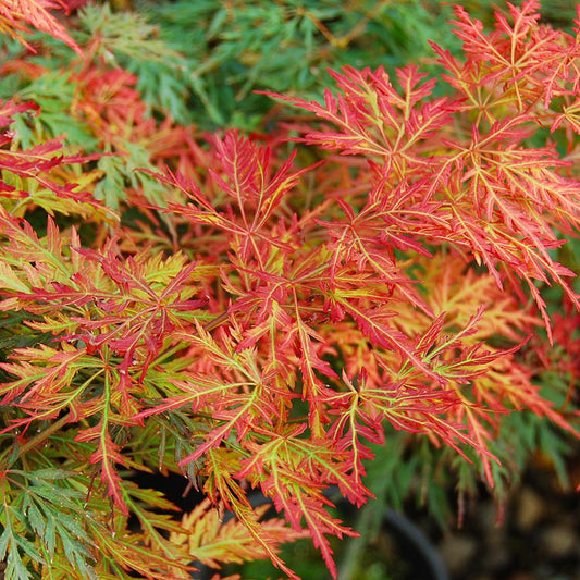 Acer Palmatum Dissectum Orangeola - View 1 from www redcrocus com