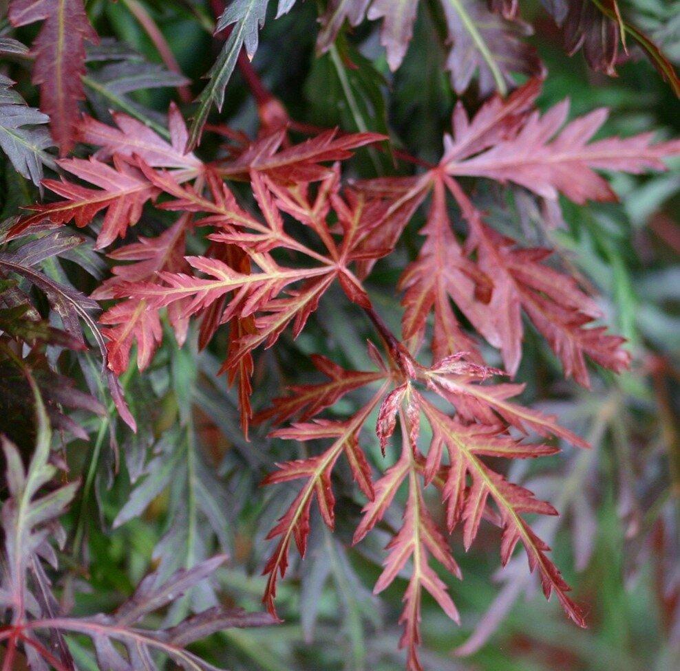 Acer Palmatum Dissectum Orangeola - View 20 from www redcrocus com
