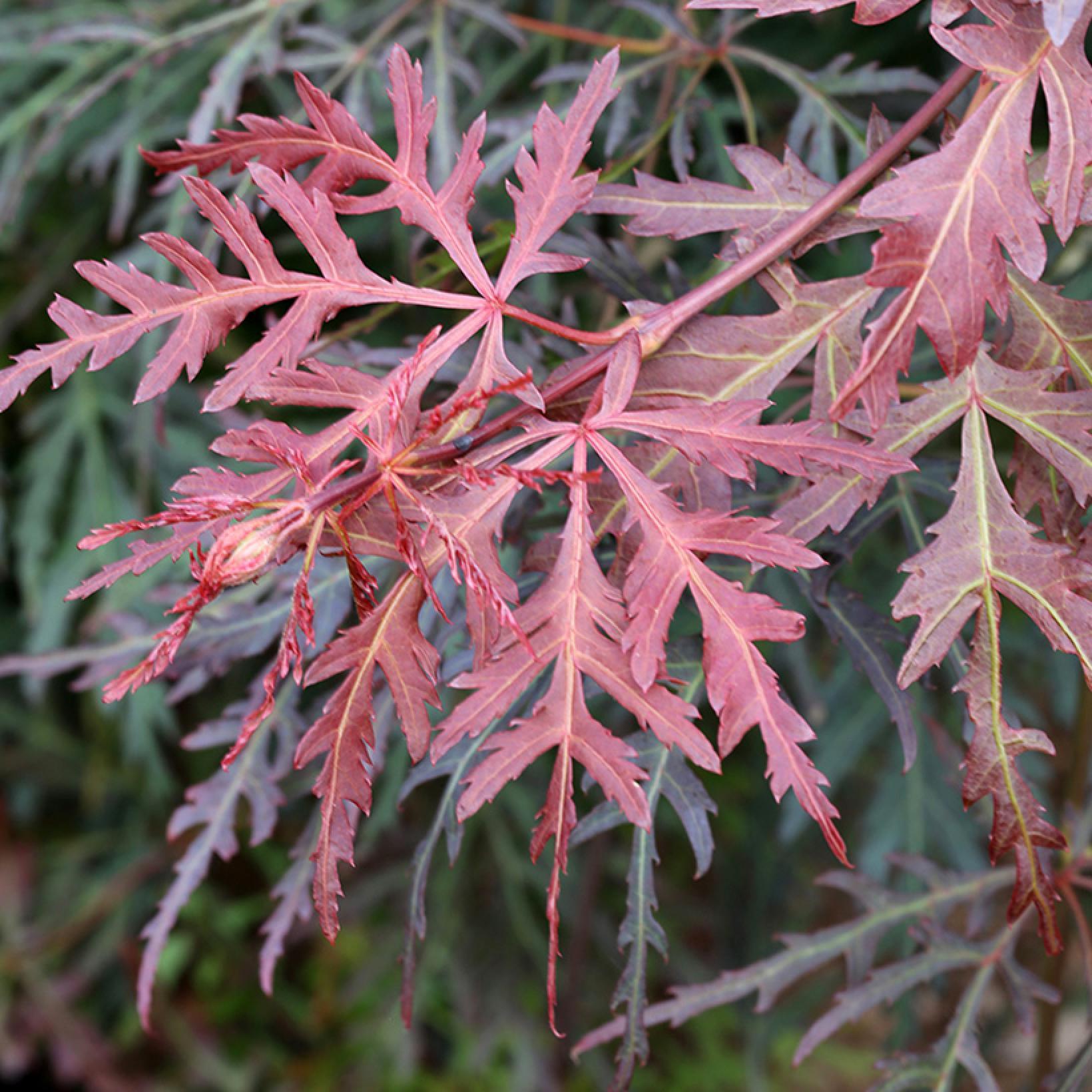 Acer Palmatum Dissectum Orangeola - View 4 from www redcrocus com
