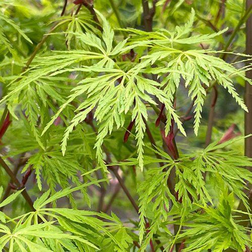 Acer Palmatum Dissectum Seiryu - View 11 from www redcrocus com