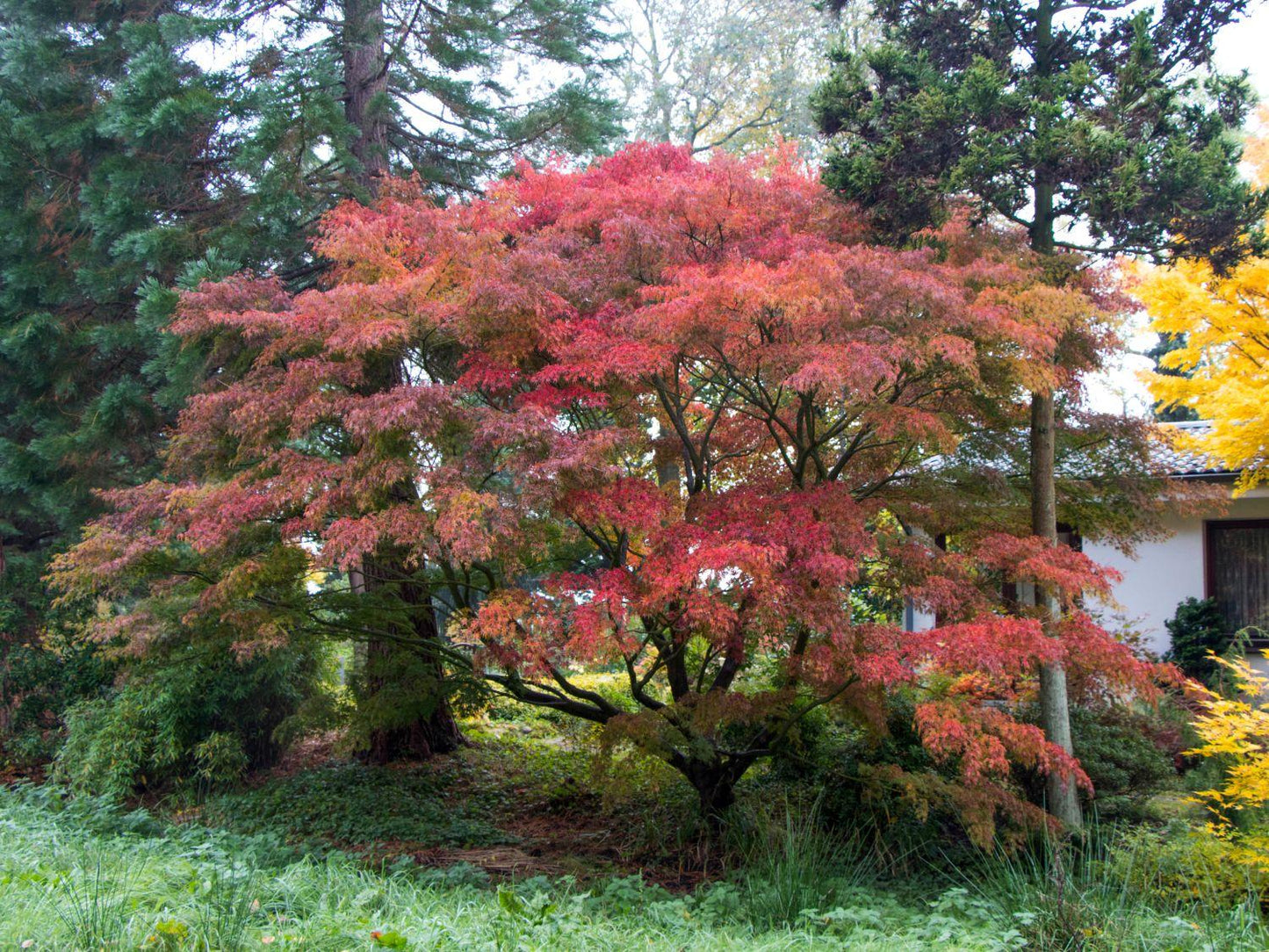 Acer Palmatum Dissectum Seiryu - View 13 from www redcrocus com