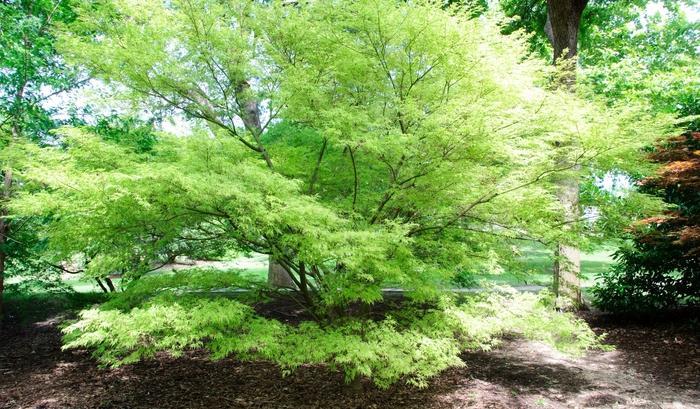 Acer Palmatum Dissectum Seiryu - View 14 from www redcrocus com