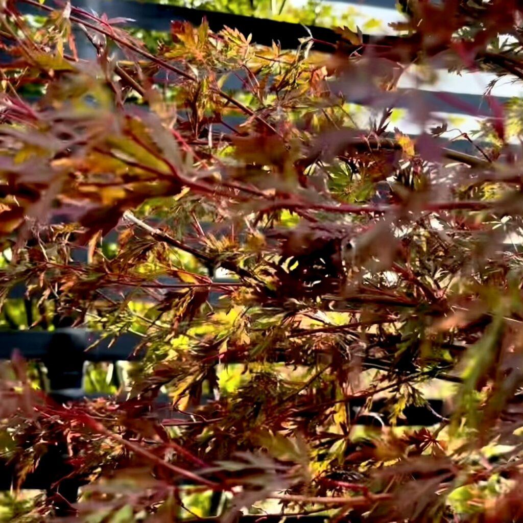 Acer Palmatum Dissectum Seiryu - View 15 from www redcrocus com