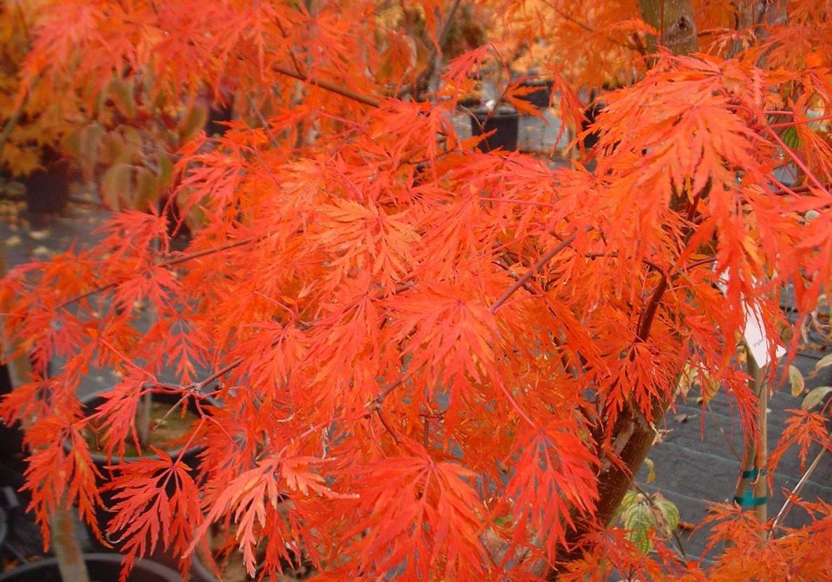 Acer Palmatum Dissectum Seiryu - View 1 from www redcrocus com