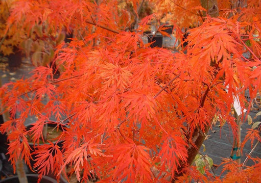 Acer Palmatum Dissectum Seiryu - View 1 from www redcrocus com