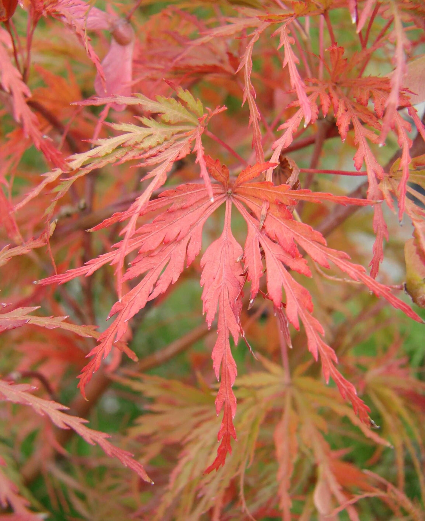 Acer Palmatum Dissectum Seiryu - View 4 from www redcrocus com