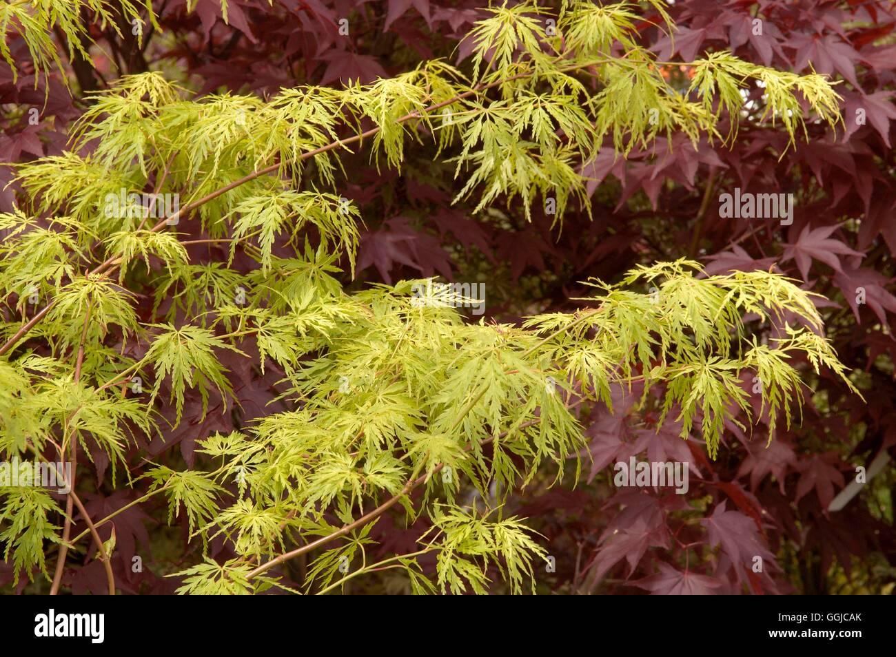 Acer Palmatum Dissectum Seiryu - View 8 from www redcrocus com