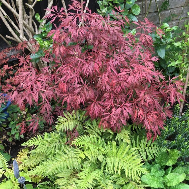 Acer Palmatum Dissectum Crimson Queen - View 20 from www redcrocus com