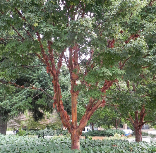 Acer Griseum Single Stem - View 10 from www redcrocus com