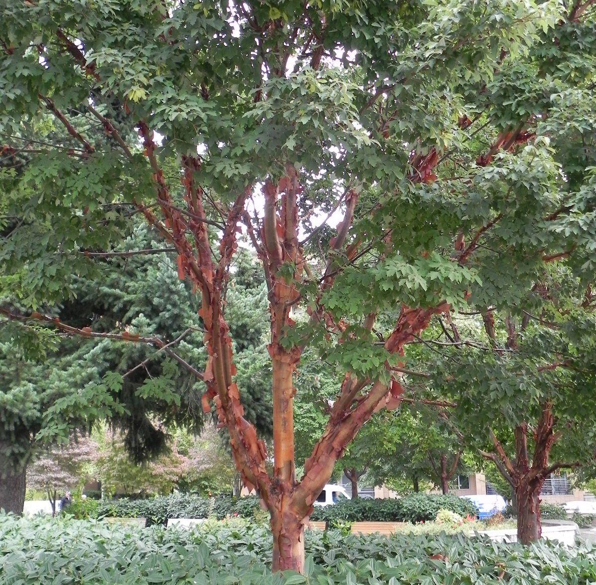 Acer Griseum Single Stem - View 10 from www redcrocus com