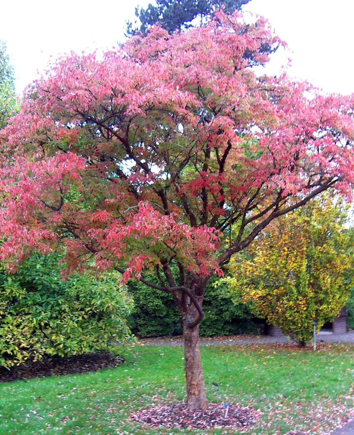 Acer Griseum Single Stem - View 11 from www redcrocus com