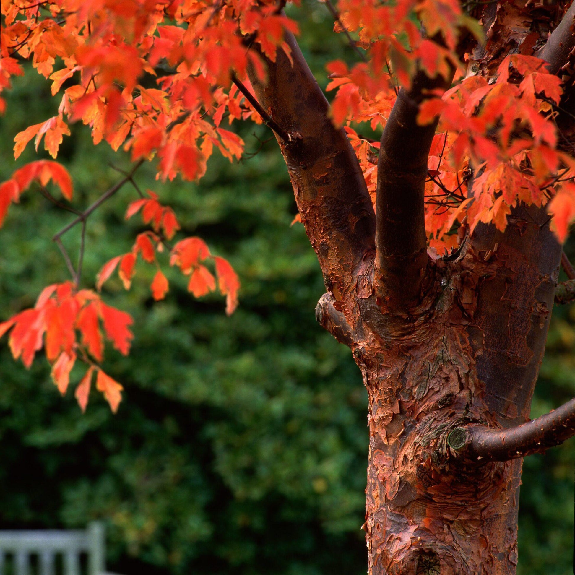 Acer Griseum Single Stem - View 13 from www redcrocus com
