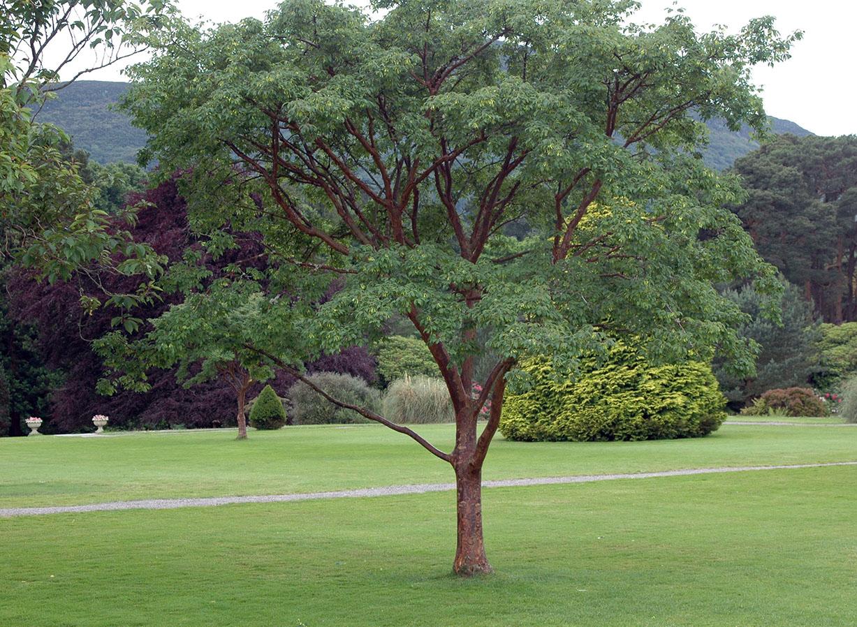 Acer Griseum Single Stem - View 15 from www redcrocus com