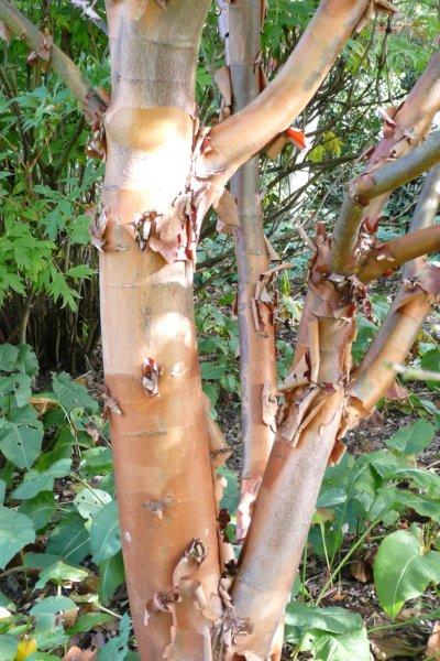 Acer Griseum Single Stem - View 19 from www redcrocus com