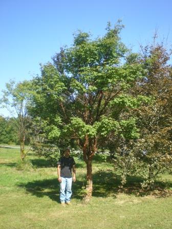 Acer Griseum Single Stem - View 2 from www redcrocus com