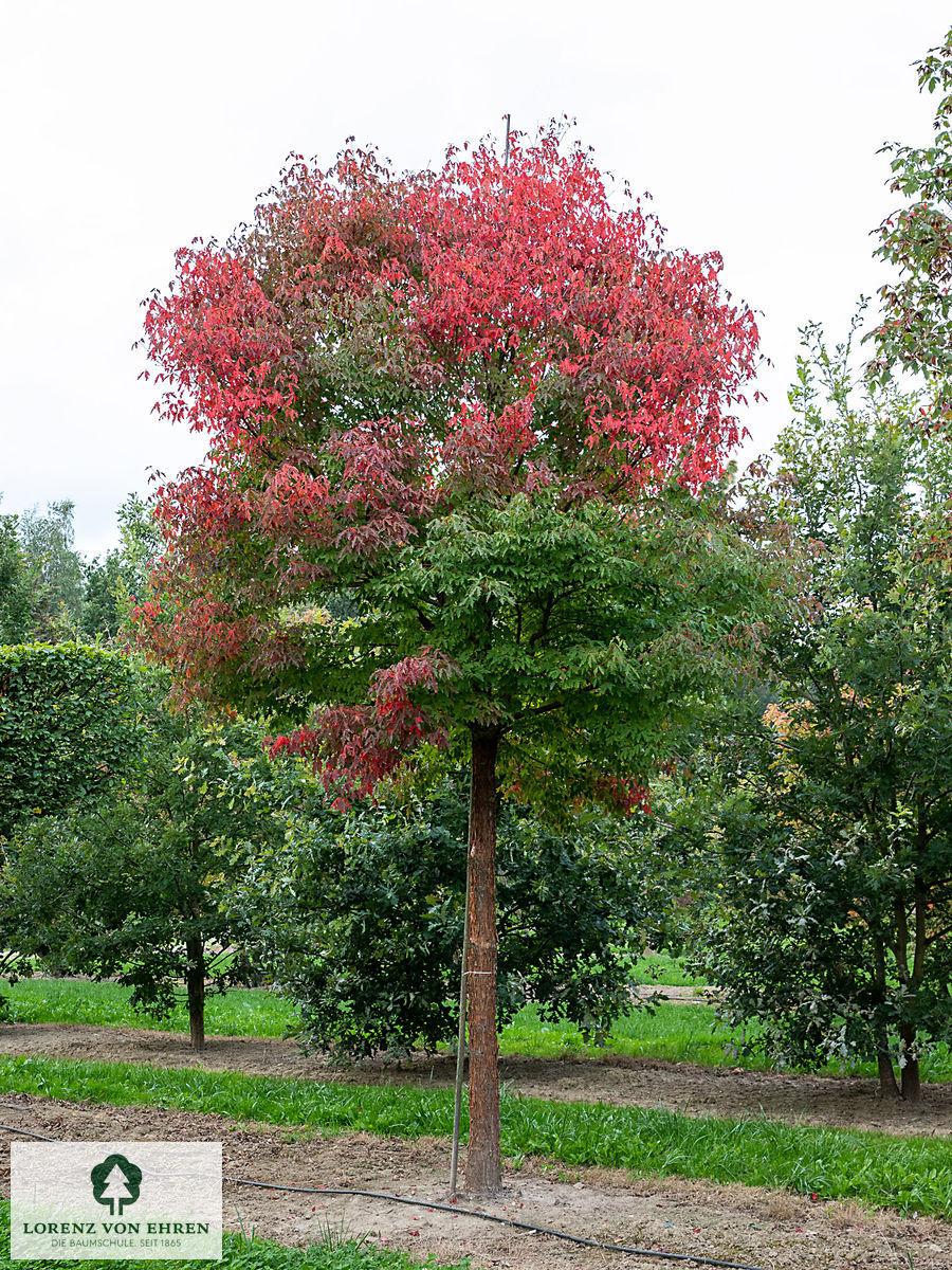 Acer Griseum Single Stem - View 4 from www redcrocus com