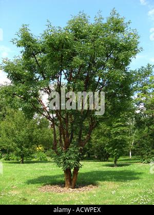 Acer Griseum Single Stem - View 5 from www redcrocus com