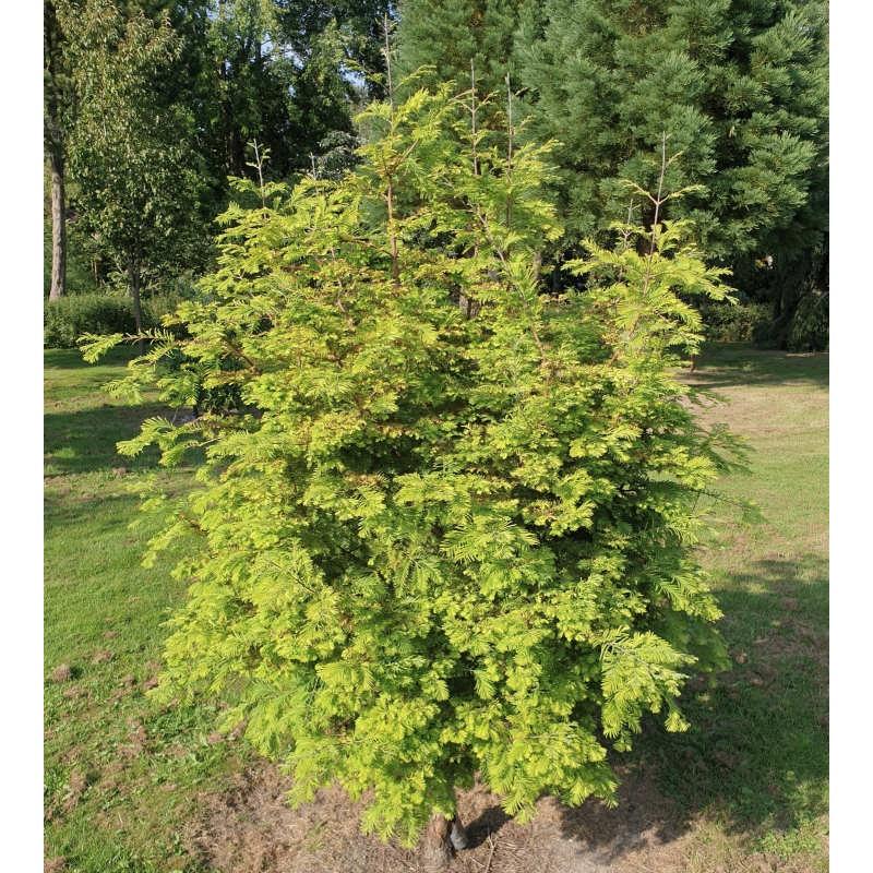 Metasequoia Glyptostroboides Multi Stem - View 13 from www redcrocus com