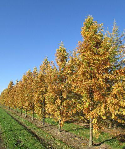 Metasequoia Glyptostroboides Multi Stem - View 14 from www redcrocus com