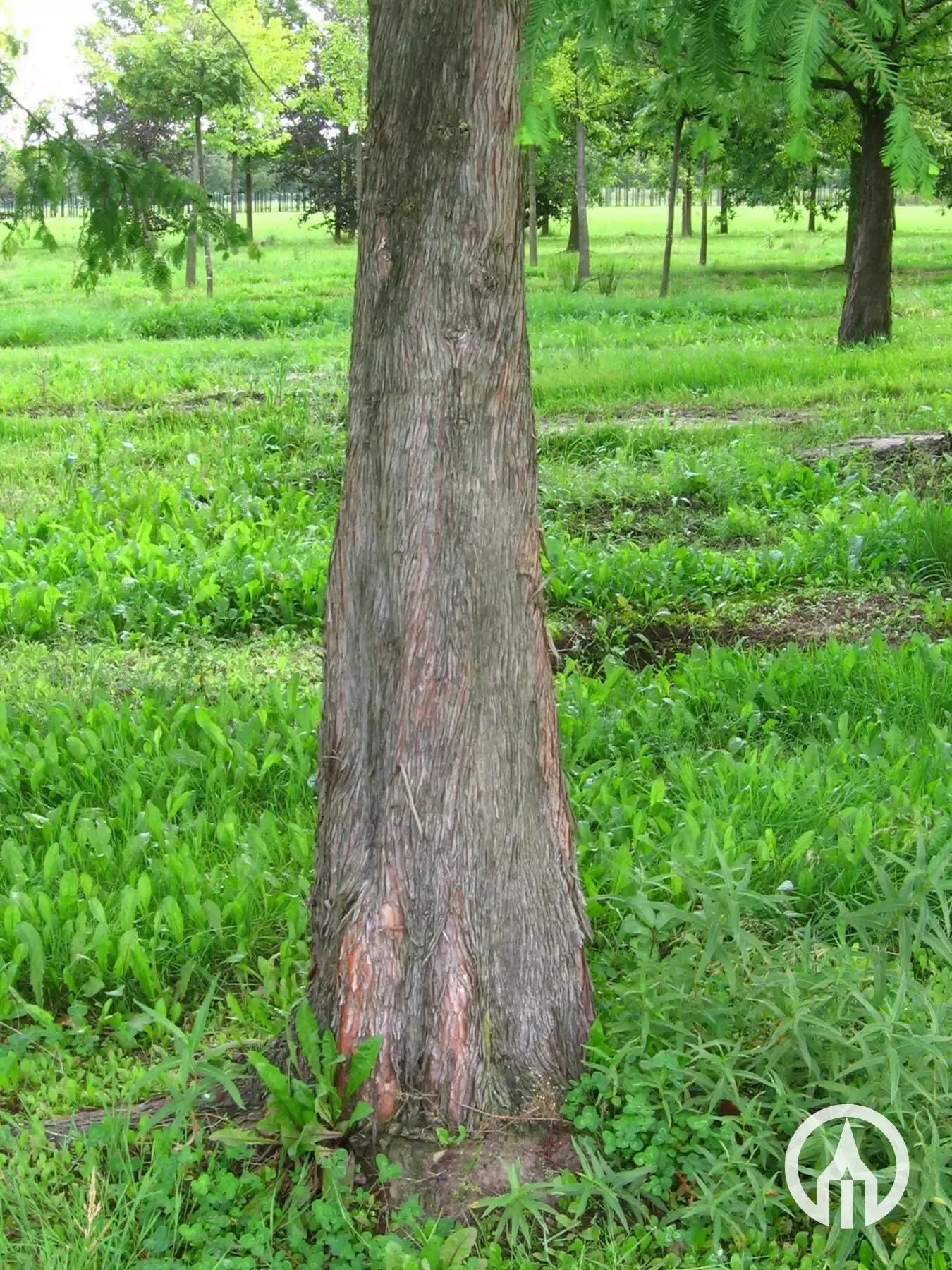 Metasequoia Glyptostroboides Multi Stem - View 17 from www redcrocus com