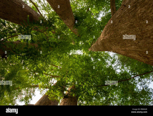 Metasequoia Glyptostroboides Multi Stem - View 1 from www redcrocus com