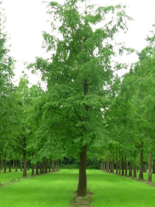 Metasequoia Glyptostroboides Multi Stem - View 5 from www redcrocus com