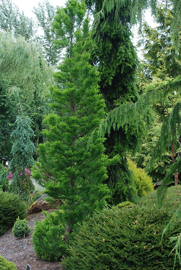 Taxodium Distichum 'peve Minaret' - View 10 from www redcrocus com