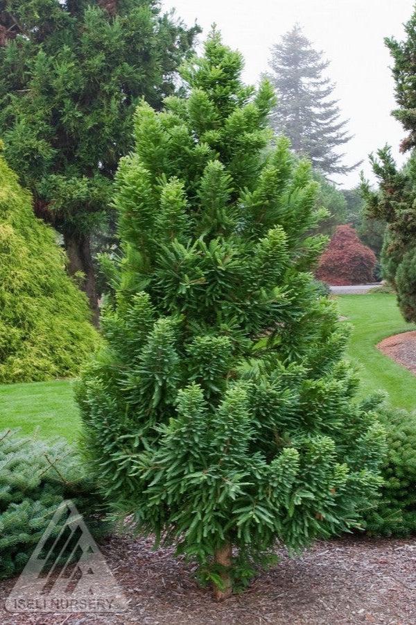 Taxodium Distichum 'peve Minaret' - View 15 from www redcrocus com