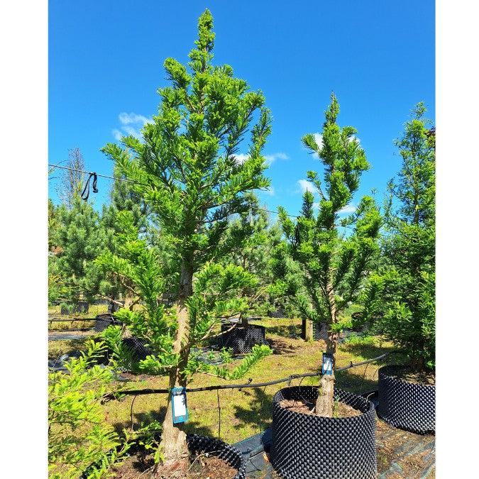Taxodium Distichum 'peve Minaret' - View 16 from www redcrocus com