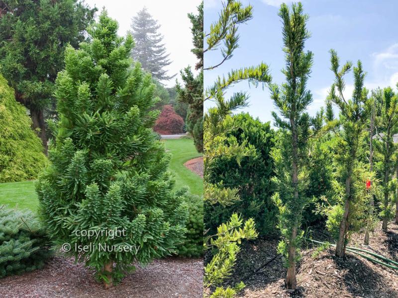 Taxodium Distichum 'peve Minaret' - View 17 from www redcrocus com