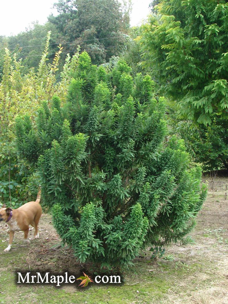 Taxodium Distichum 'peve Minaret' - View 18 from www redcrocus com