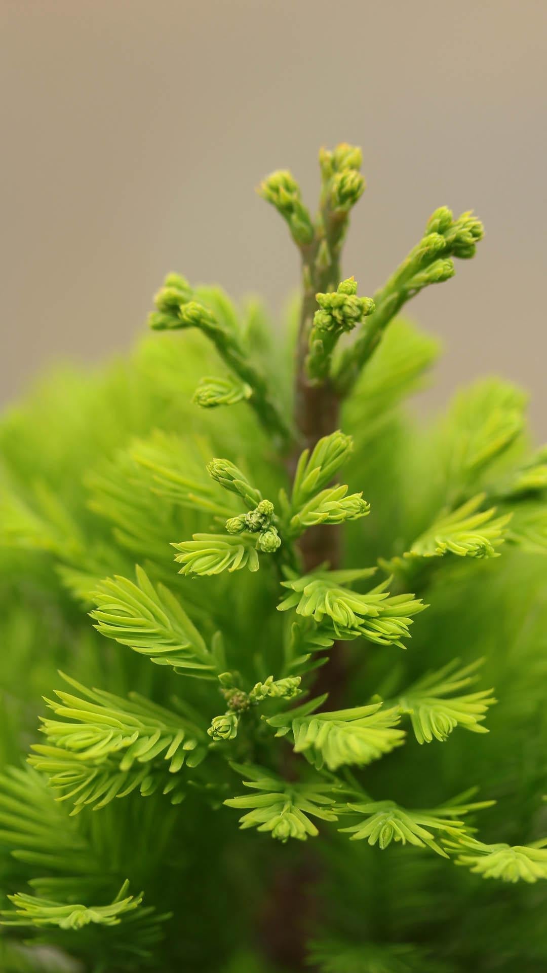 Taxodium Distichum 'peve Minaret' - View 20 from www redcrocus com