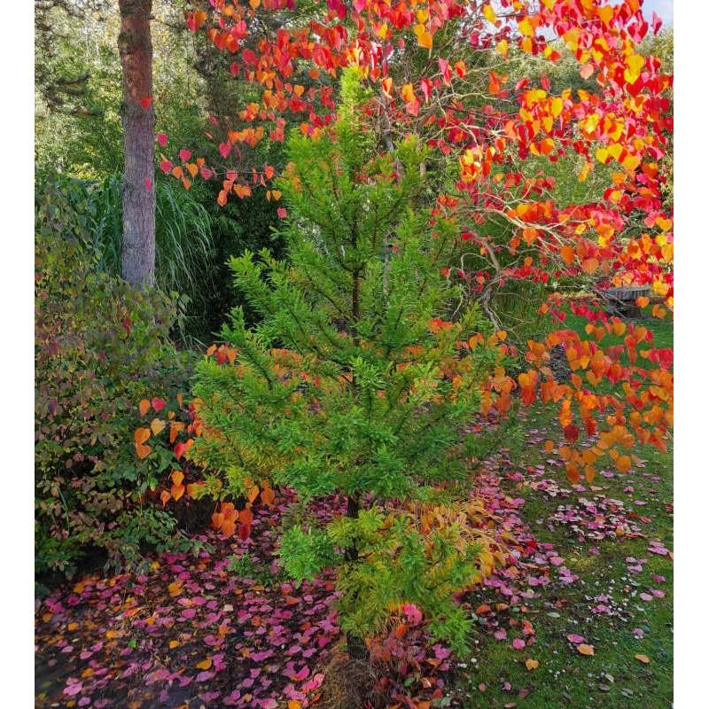 Taxodium Distichum 'peve Minaret' - View 25 from www redcrocus com