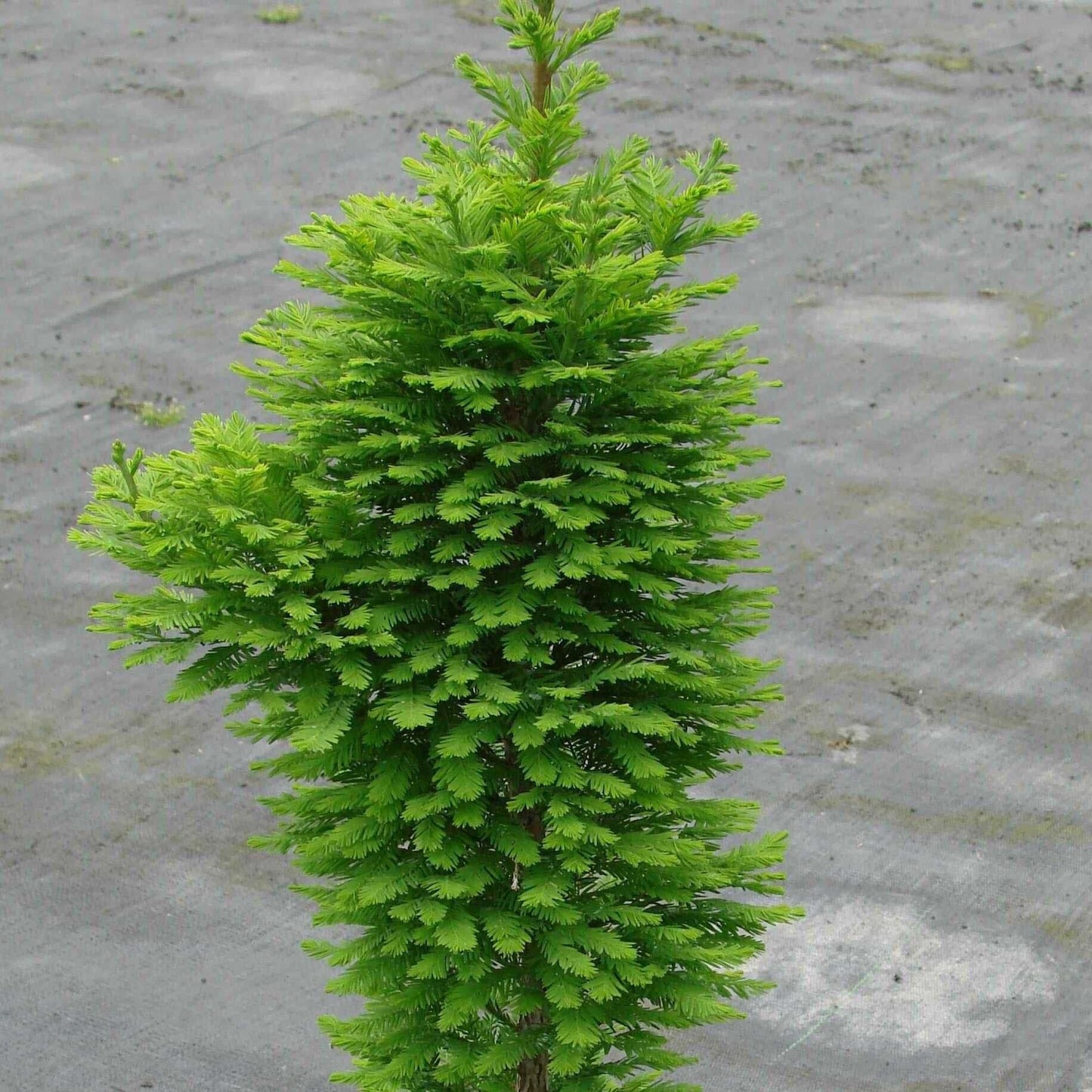 Taxodium Distichum 'peve Minaret' - View 29 from www redcrocus com
