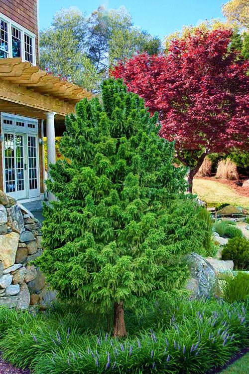 Taxodium Distichum 'peve Minaret' - View 30 from www redcrocus com